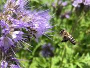 N°8, Ariane Deagostini