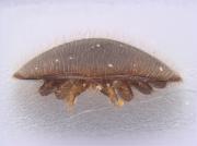 varroa03